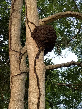 Australia Tree Bird Nest