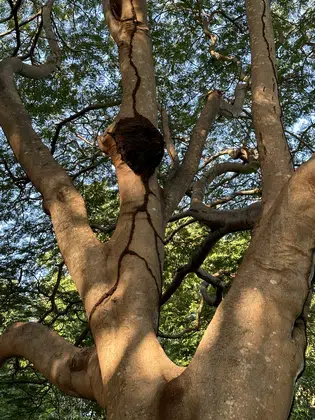 Australia Tree Canopy Nest