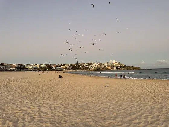Bondi Beach Gulls Sand