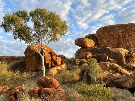 Devils Marbles Eucalypt Rocks