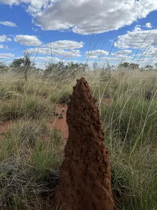 Outback Termite Mound Close
