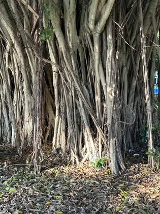 Sydney Banyan Tree Roots