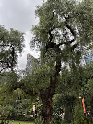 Sydney Tree Canopy Garden