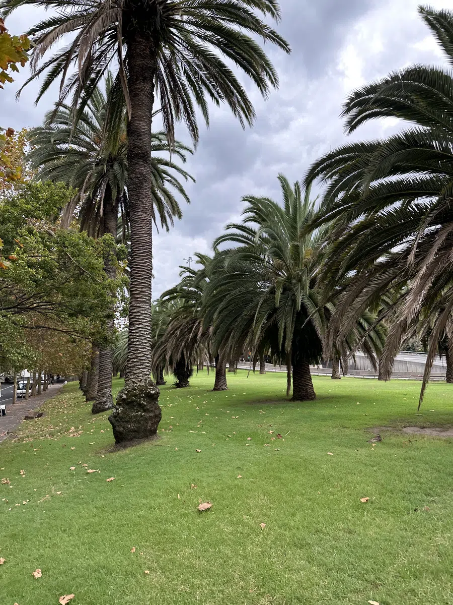 Palm garden walk near Sydney Harbour